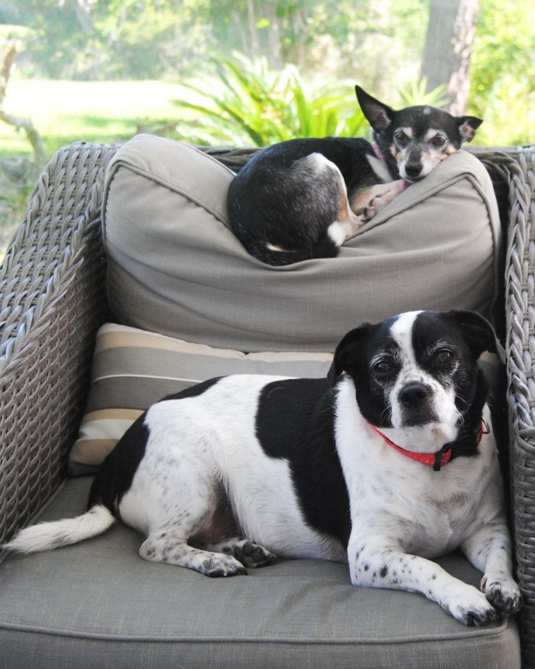 Two small dogs sitting on a chair, one on the seat, the other on top of the back rest