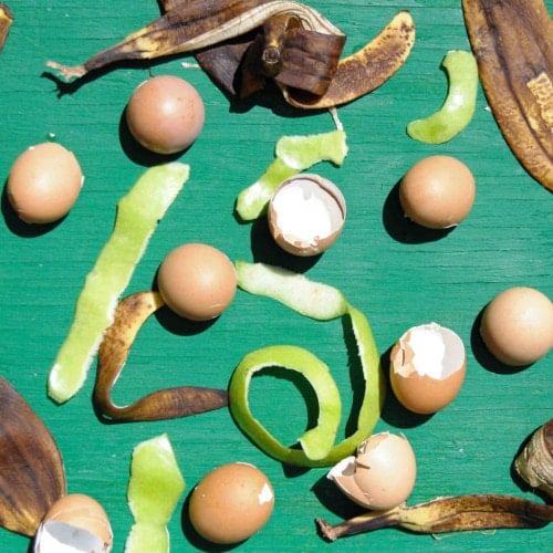 food waste represented by eggshells banana peels and apple peel